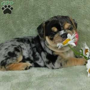 Bella, Miniature Bulldog Puppy